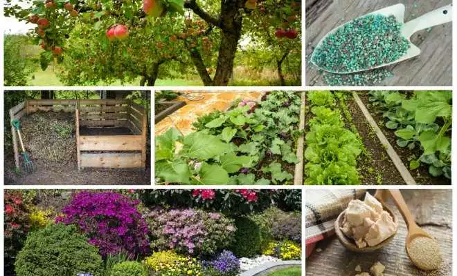Как правильно подкормить растения в саду