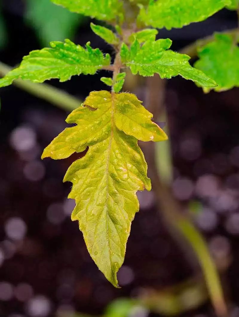 Почему Листья Растений Желтеют И Как Вернуть Здоровый Вид Саду