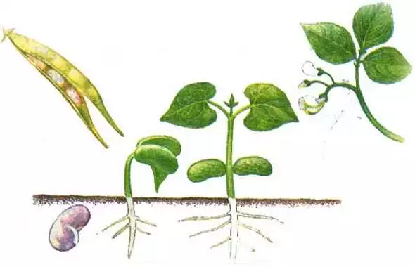 Подготовка Почвы К Посеву Семян: Секреты Успешного Размножения