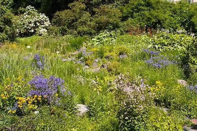 Секреты Ландшафтного Дизайнера: Как Сохранить Здоровье Растений И Создать Красоту В Вашем Саду